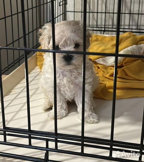 Мальтипу мини ф1 Москва истинные