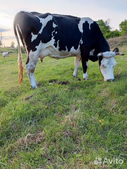 Продам корову
