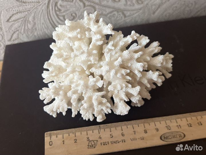 Натуральный коралл