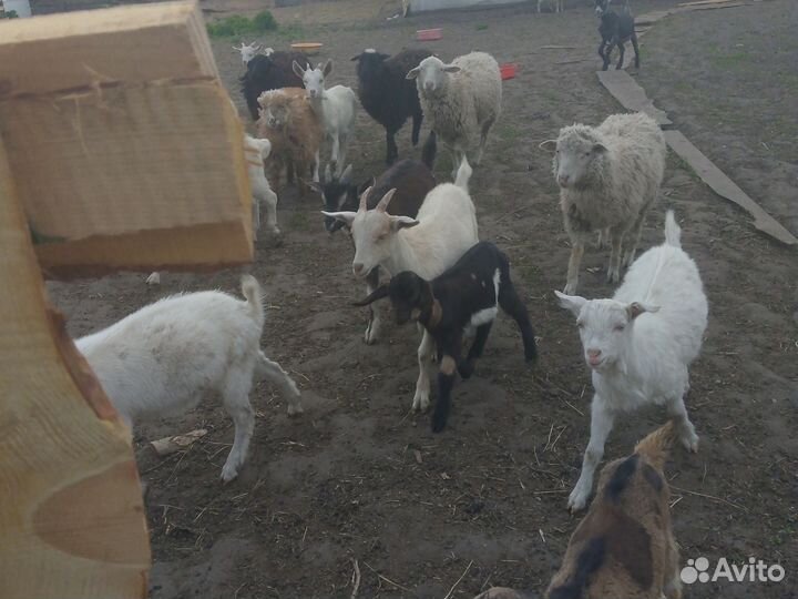 Козлята
