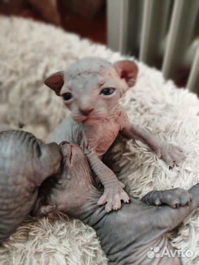 Канадский сфинкс