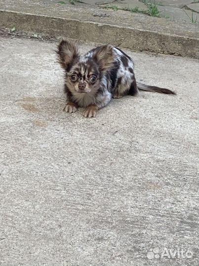 Чихуахуа яркая Масяня Мэрле