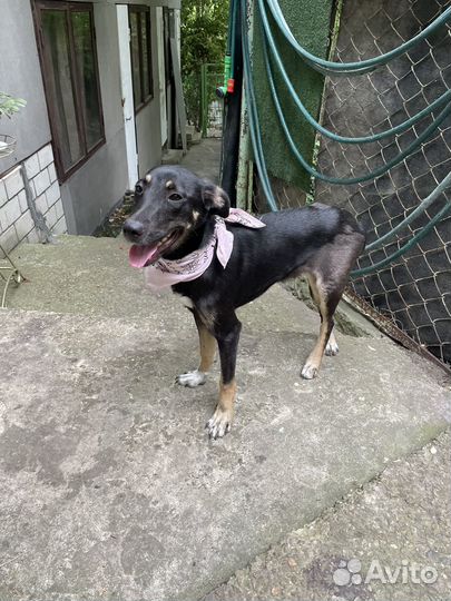 Собака в добрые руки