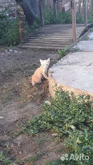 Котик в дар бесплатно