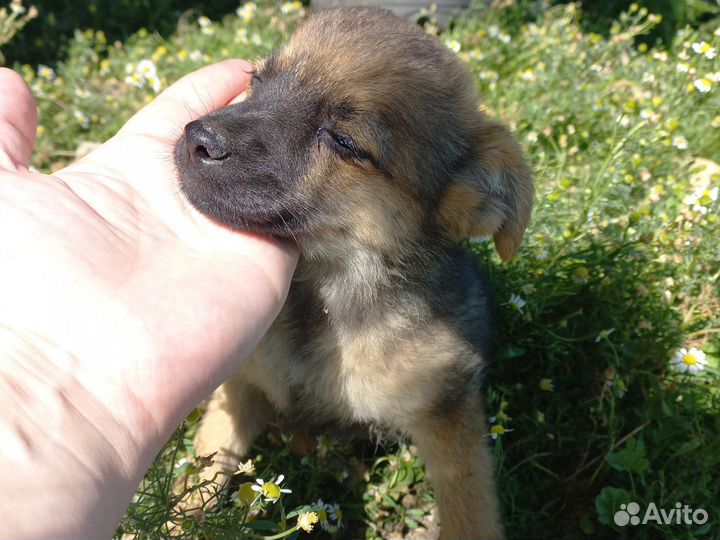 Щенок в добрые руки бесплатно маленькая порода