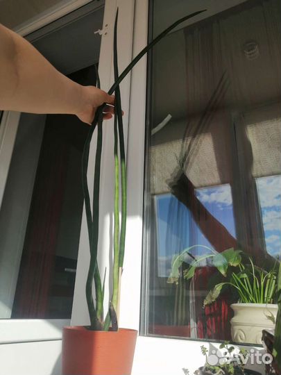 Сансевиерия спайк