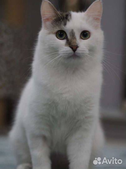 Тесси нужен дом