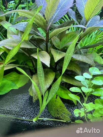 Водоросли для аквариума