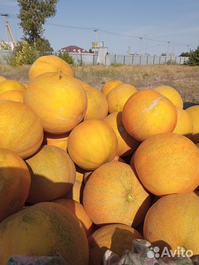 Раст ениводство продам семена