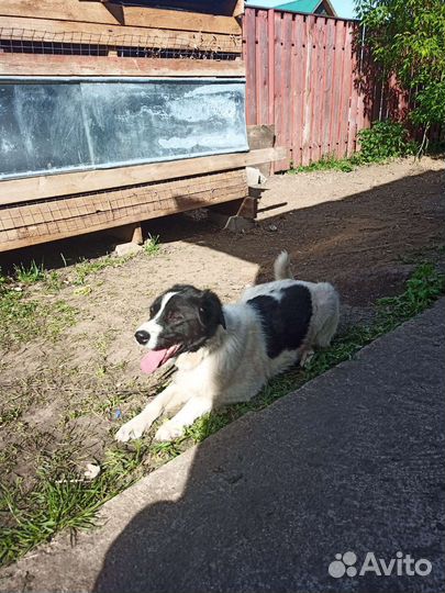 Собаки бесплатно в добрые руки