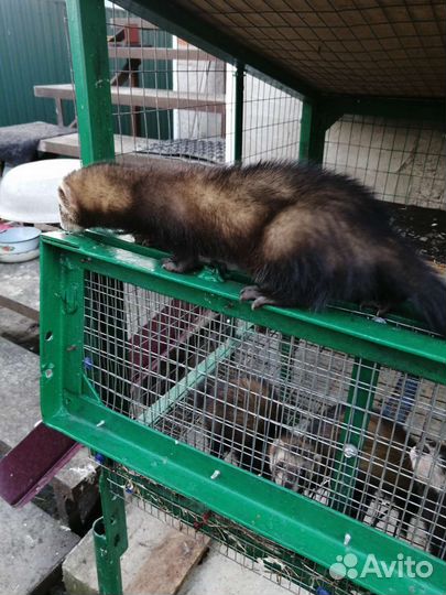 Домашний хорек