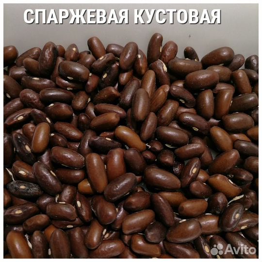 Семена фасоли своего сбора 2023 года