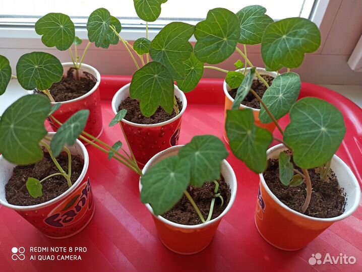 Настурция рассада