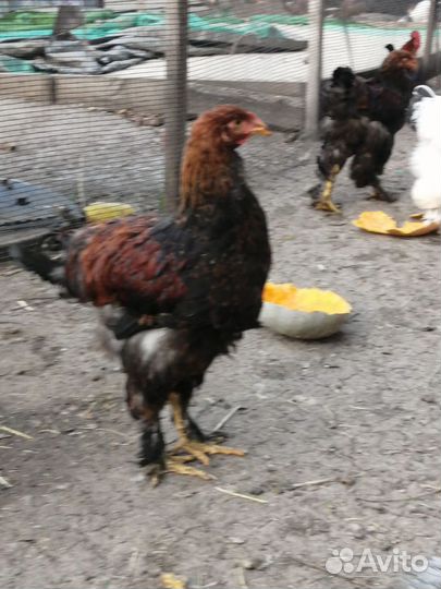 Брама и декоративные петушки