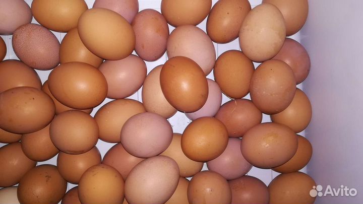 Домашние куриные яйца