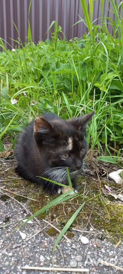 Котята в добрые руки даром бесплатно