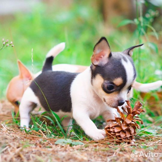 С Р О Ч Н О Чихуахуа на выбор, мини мальчики