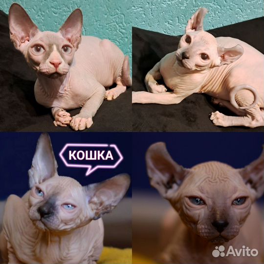 Канадский сфинкс