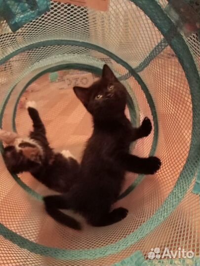 Котята отдам