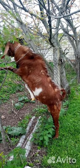 Англо нубийский козлик