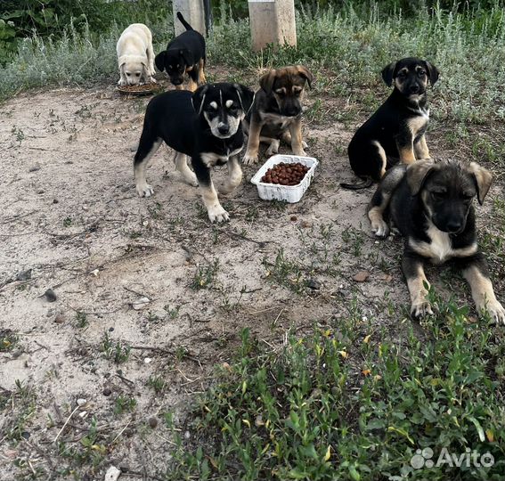 Щенок в добрые руки бесплатно