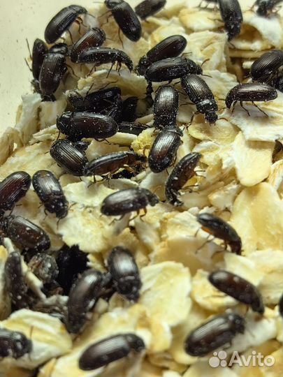 Жук знахарь