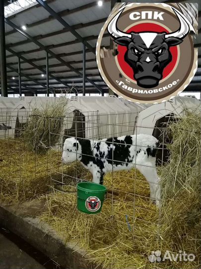 Телята. Бычки