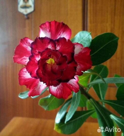 Адениумы взрослые