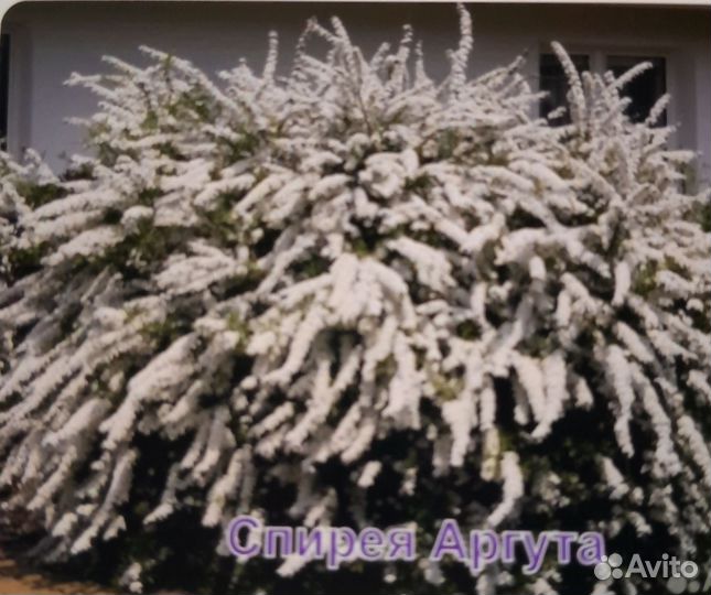 Растения для сада