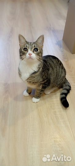 Кошка 10 месяцев