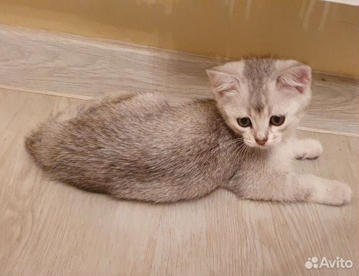Котята Британской шиншиллы