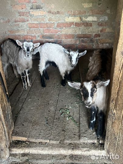 Козлята