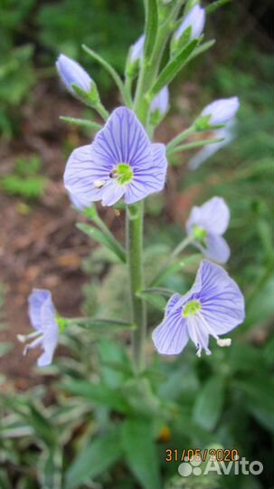 Вероника горечавковая