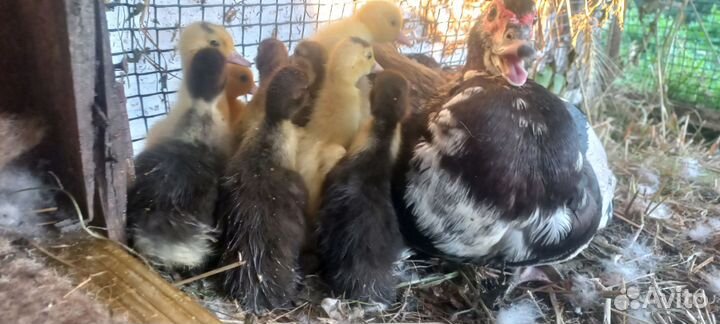 Семья индоуток