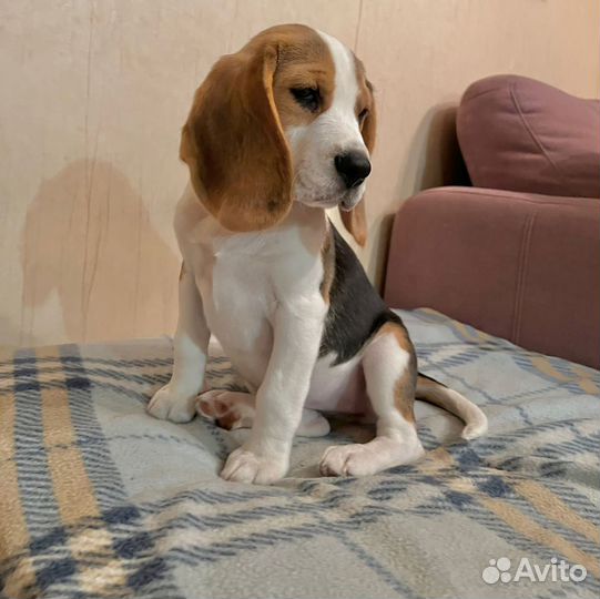 Щенки бигль