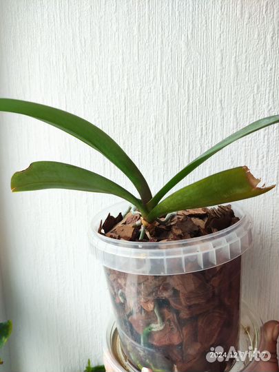 Орхидея фаленопсис литтл джем страйпс