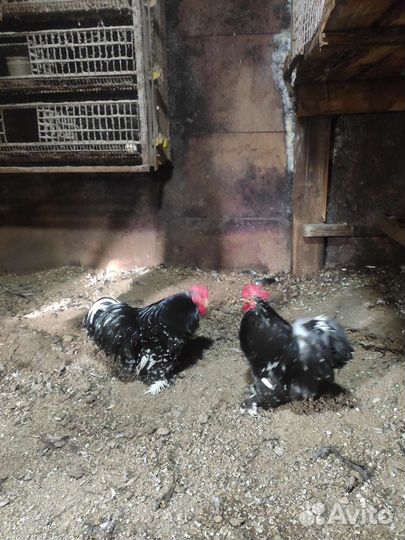 Карликовые кохинхины