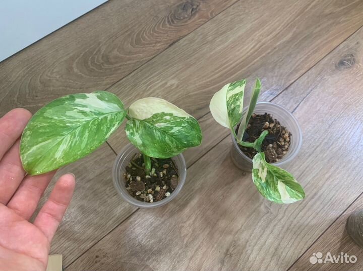 Монстера лехлериана