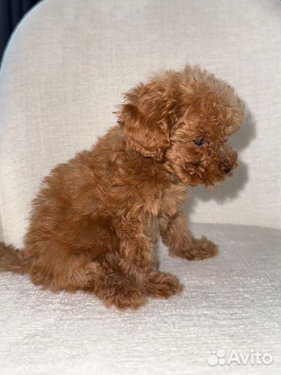 Той-пудель мини девочка