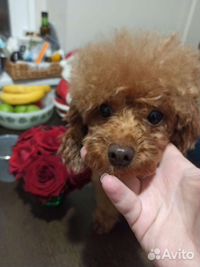 Вязка Той-Пудель РКФ