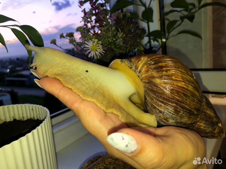 Улитки ахатины большие