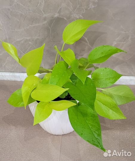 Эпипремнум Неон