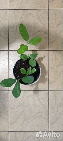 Лимонное дерево привитое