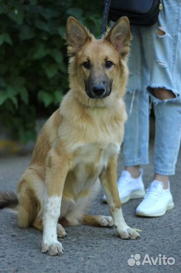 Щенок метис овчарки в дар