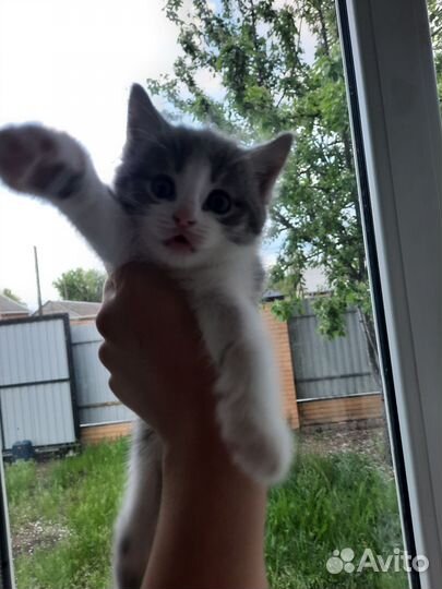 Котик в добрые руки