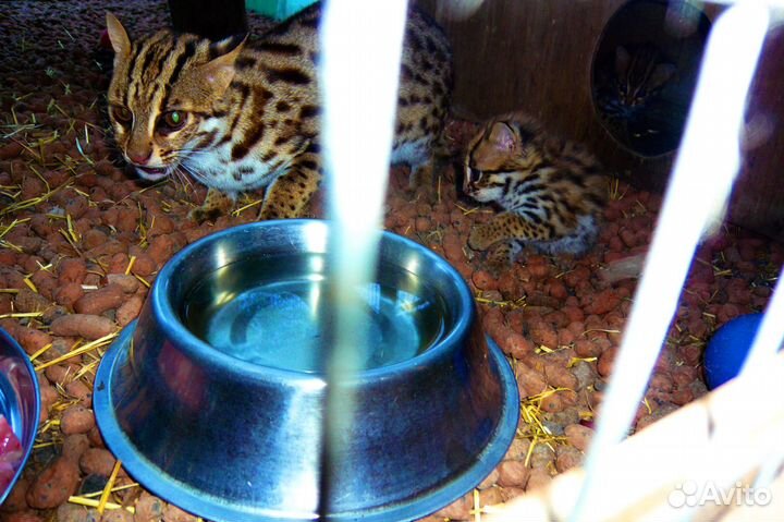 Кoт брилиант алк не ф1