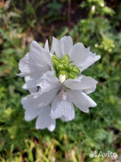 Мальва мускусная