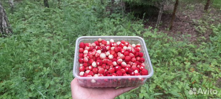 Земляника лесная