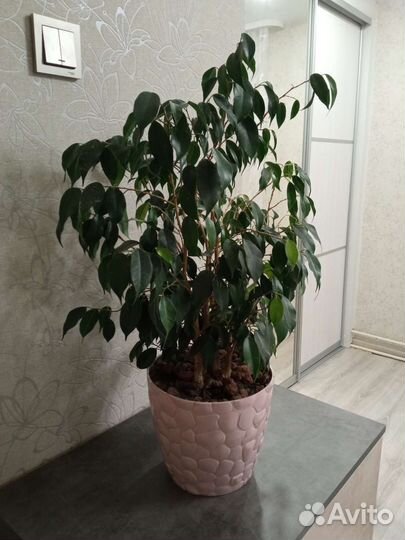 Фикус бенджамина