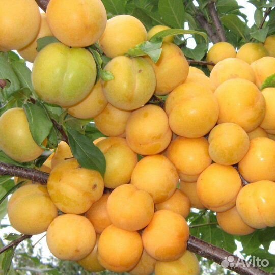 Алыча на развес